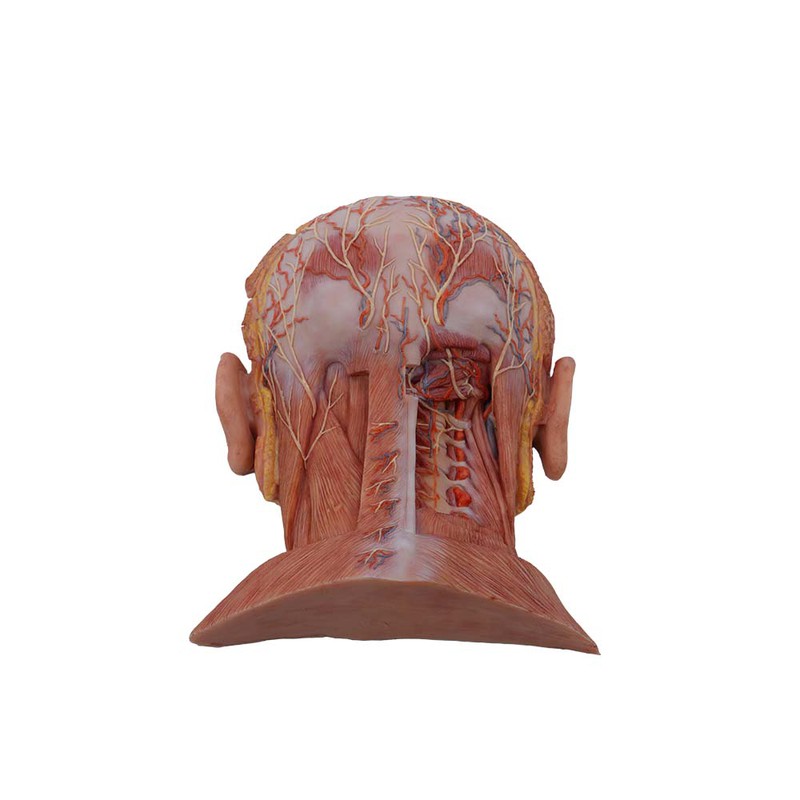 Soft Simulated Anatomy of the Posterior Head Model Soft Simulated Anatomy of the Posterior Head Model