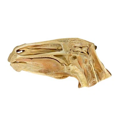 Anatomski uzorci konja