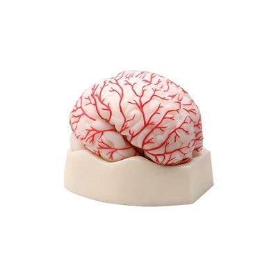 Resursi za učenje Model anatomije mozga